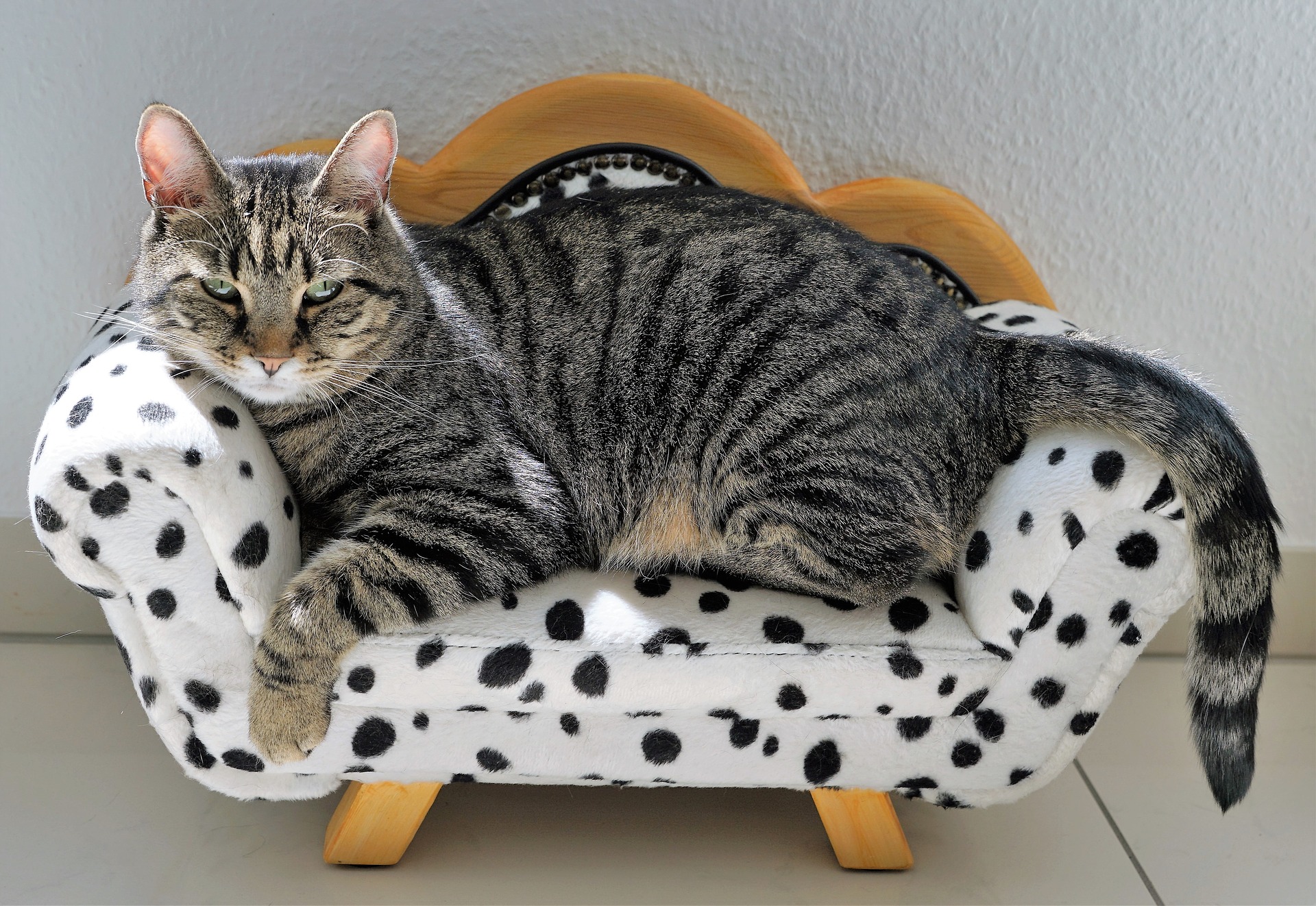 אסנת חן - חתול על ספה